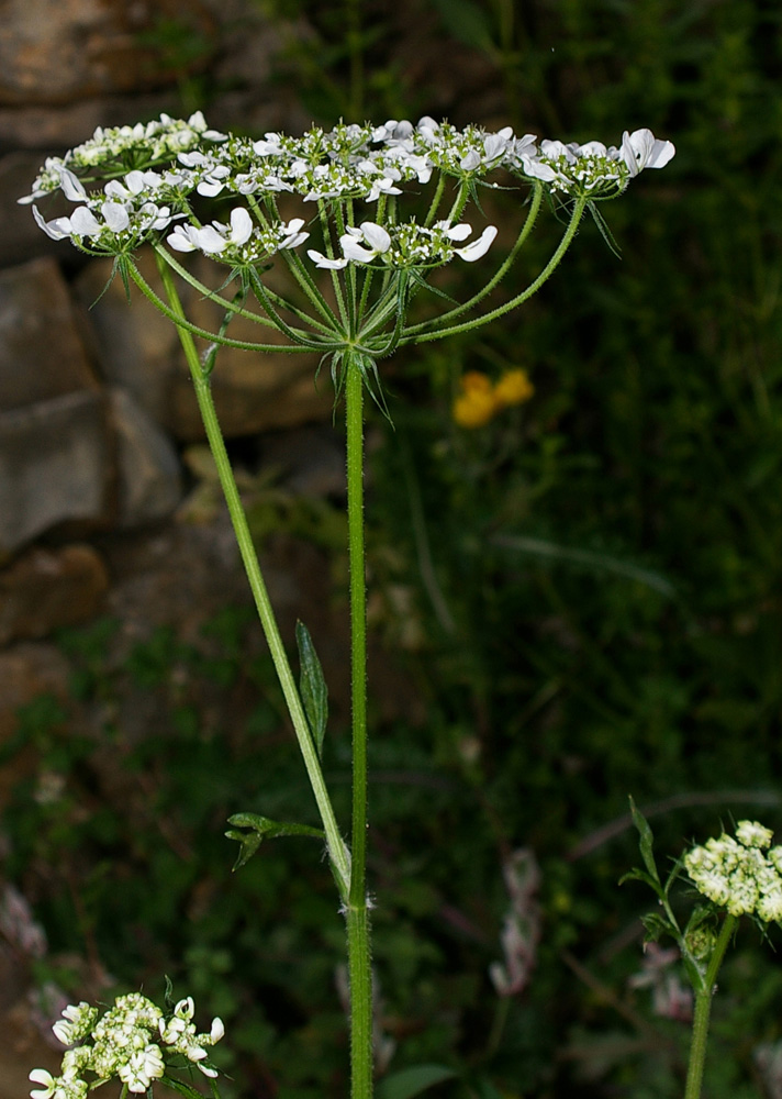 Tordylium apulum / Ombrellini pugliesi
